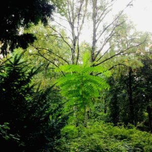 green-paradise-vooronderzoek-Barbara-Colle